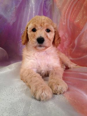 Iowa's Top Dog Breeder Has A Standard Poodle Puppy For Sale!